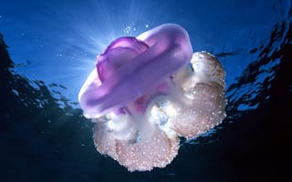 Картинка мир, лучи, Вода, медуза, подводный, свет
