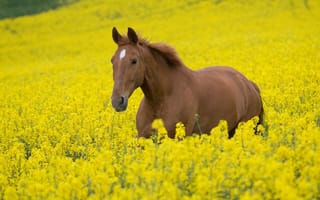 Картинка лошади, лошадь, Растения, жеребец, цветы, конь, кони