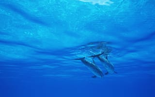 Картинка Вода, дельфины, морской мир, подводный мир, Дельфин