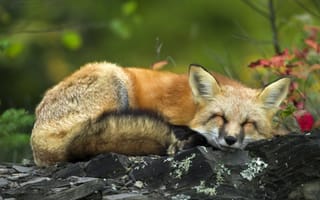 Картинка wild, Fox, sleeping, forest