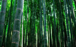 Картинка бамбук, красиво, зелёный
