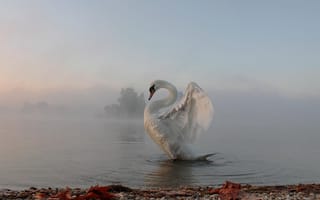 Картинка утро, туман, лебедь