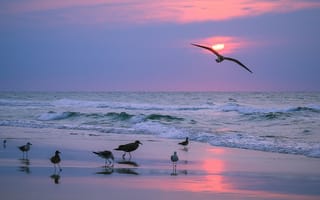 Картинка Пейзаж, волны, чайки
