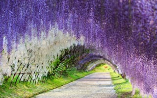 Картинка wisteria, Цветочный тоннель, flower tunnel, Kawachi Fuji Gardens, Japan, глициния