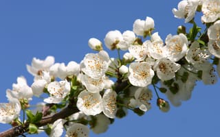 Картинка цветы, sakura, цветение, .., cherry, leaves, petals, Вишня, нежные, tender, красота, White