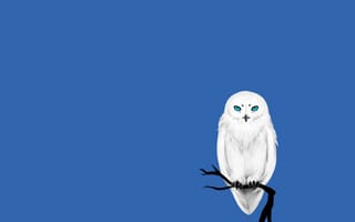 Картинка сова, синий, Owl, белая