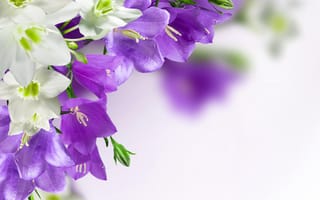 Картинка колокольчики, фиолетовые, Campanula, цветы