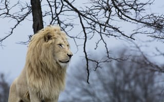 Картинка грива, Белый лев, дикая кошка, Хищник, профиль