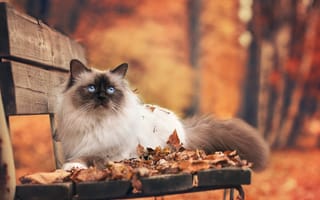 Картинка Кошка, осень