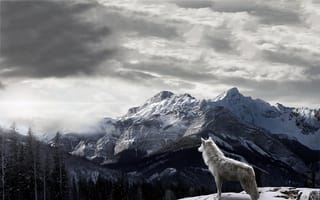 Картинка winter, snowing, wolf, mountains, snow