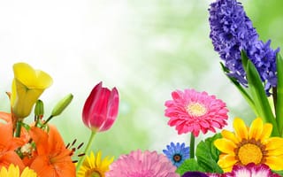 Картинка colorful, bright, Весна, цветы, gerbera, butterflies, spring