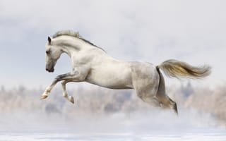 Картинка running, snow, white horse