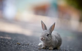 Картинка кролик