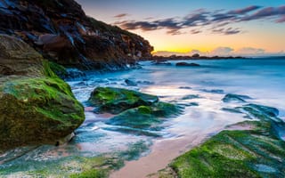 Картинка скала, beach, австралия, Curl Curl, побережье, мох