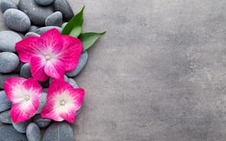 Картинка Orchid, zen, flower, цветы, Spa, stones