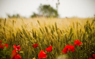 Картинка пшеница, лето, макро фото тема, цветы, красиво