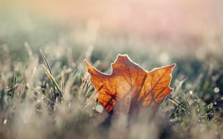 Картинка осень, Сухой, лист, кленовый, Мороз, иней