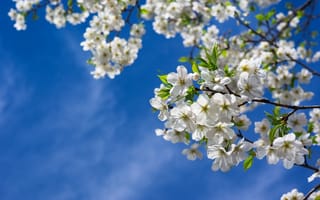 Картинка branches, Весна, cherries, Вишня, sky, tree, цветы, leaves, spring