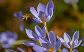 Картинка насекомое, пчела, Весна, шафран