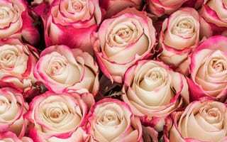 Картинка Bouquet, цветы, roses