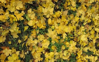 Картинка желтизна, осень, листопад