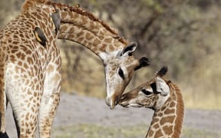 Обои детёныш, Жираф