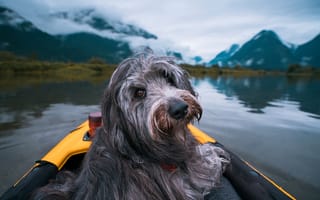 Картинка утро, лодка, туман, Собака