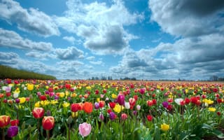Картинка Пейзаж, Облака, цветы, символ, Весна
