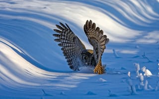 Картинка сова, крылья
