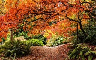 Картинка краски осеннего леса, феерия осени