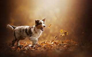 Картинка собачка, Akela, щенок, осень