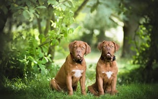 Картинка Две собаки, бордоский дог