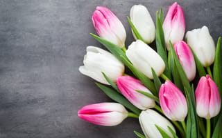 Картинка White, beautiful, spring, цветы, tulips