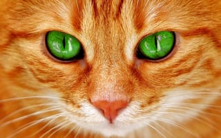 Картинка Рыжий кот, Кошка, мордочка, зеленые глаза