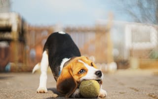 Картинка мяч, Собака, бигль