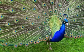 Картинка перья, узор, раскрытый, синий, оперение, Павлин, хвост