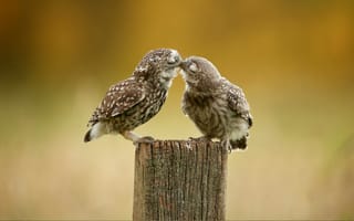 Картинка перья, сова, поцелуй