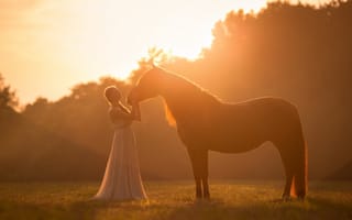 Картинка конь, настроение, свет