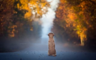 Картинка Собака, туман