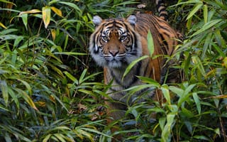 Картинка внимание, дикая кошка, заросли, наблюдение, Хищник, настороженность, Суматранский тигр
