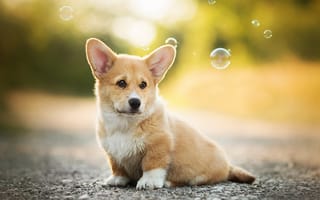Картинка мыльные пузыри, вельш-корги, Собака, щенок
