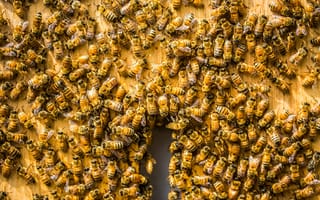 Картинка улей, пчёлы