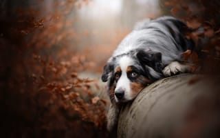 Картинка Собака, Австралийская овчарка, бревно, осень, аусси