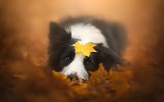 Картинка Собака, осень, лист