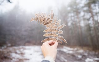 Картинка snow, winter, covered, fern