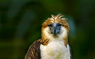 Картинка eagle, philippine