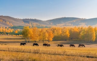 Картинка кони, Пейзаж, осень