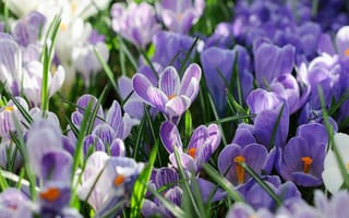 Картинка Весна, шафран
