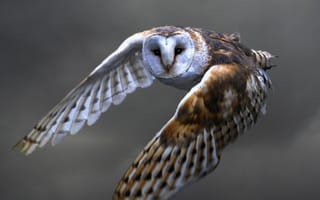 Картинка flying, Owl