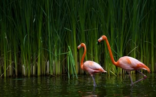 Картинка couple, Flamingo